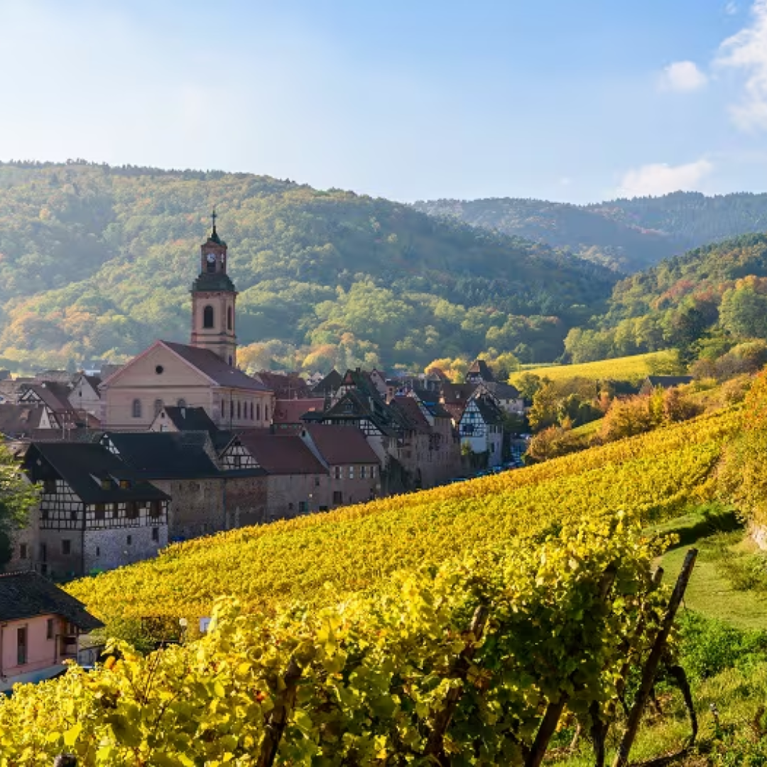 DOMAINE ALBERT BOXLER, Pinot Gris, Grand Cru Sommerberg Wibtal, 2017 - (WOTM)