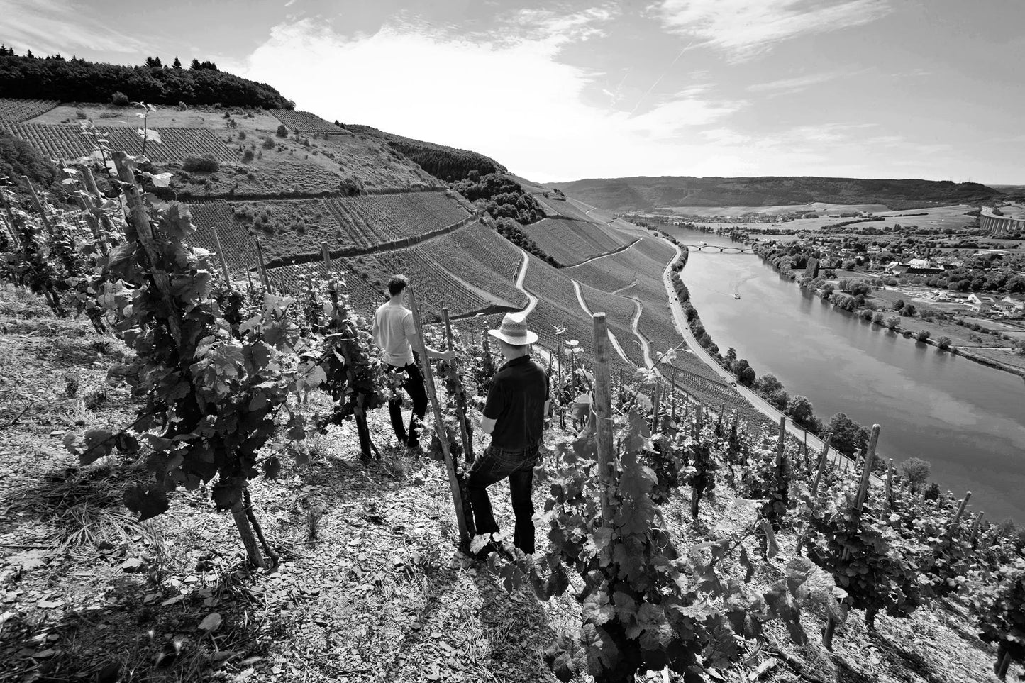 CARL LOEWEN, Riesling Kabinett, Herrenberg, Mosel, 2023 - (EQW)