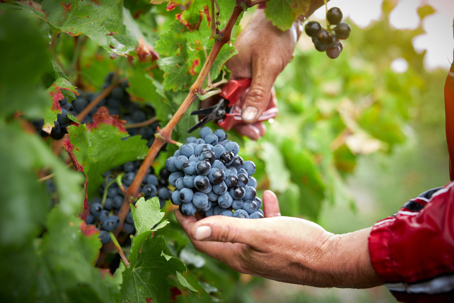 SEPT ETOILES, Chartreux, Saint-Gervais, Cotes du Rhone Villages, 2021 - (EQW)