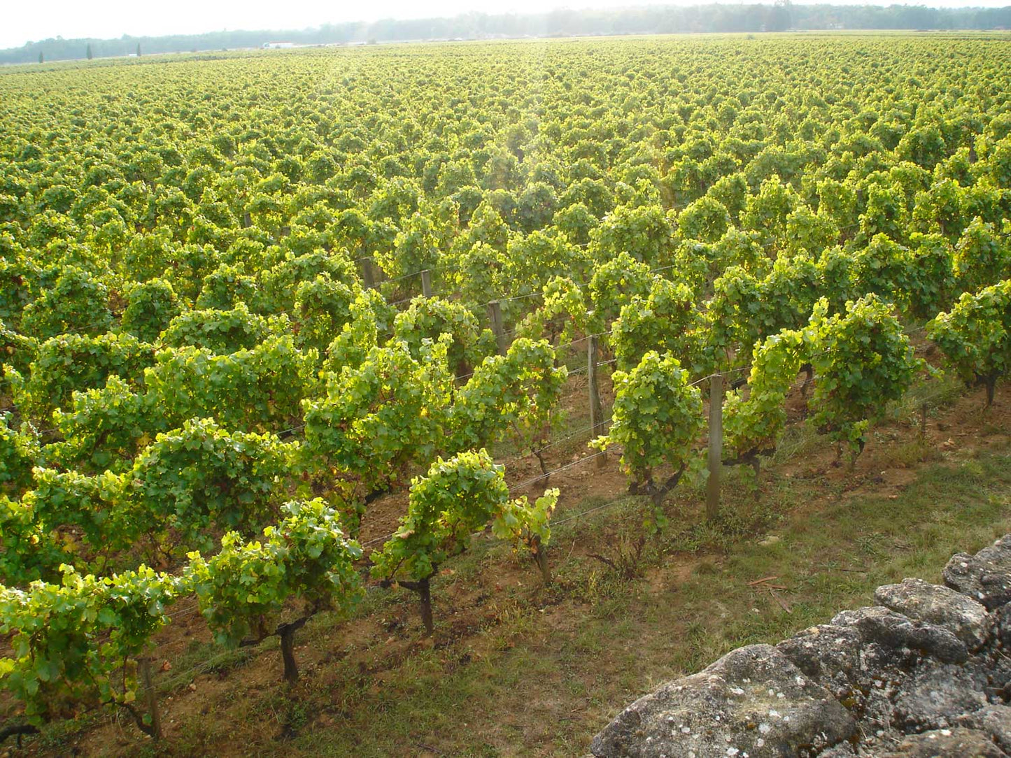 CHATEAU CLIMENS, Barsac, 2008, (Sweet Wine) - (WOTM)