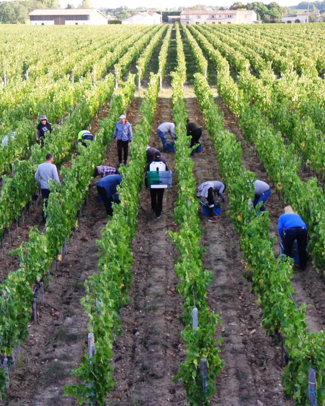 TOUR DE RIPEAU, Saint-Emilion Grand Cru, Bordeaux, 2015 - (EQW)