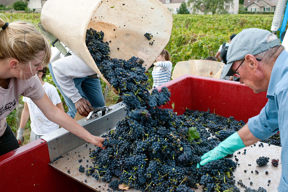 DOMAINE PIERRE GELIN, Fixin, Premier Cru Clos Napoleon-Monopole, 2020 - (WOTM)
