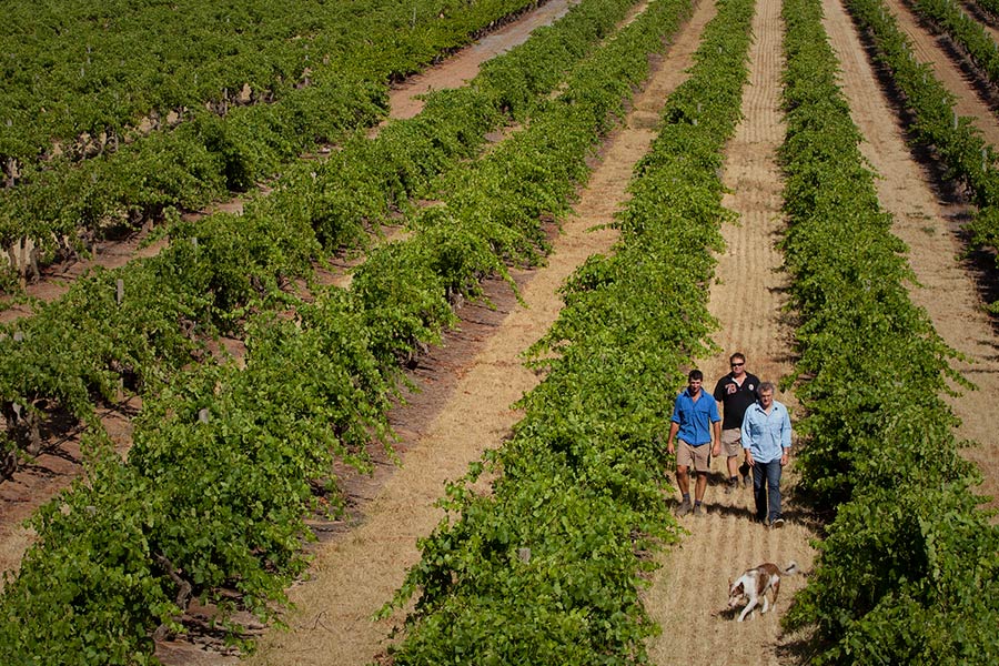 KAESLER, Old Bastard Shiraz, Barossa Valley, 2020 - (4 BTL Offer)