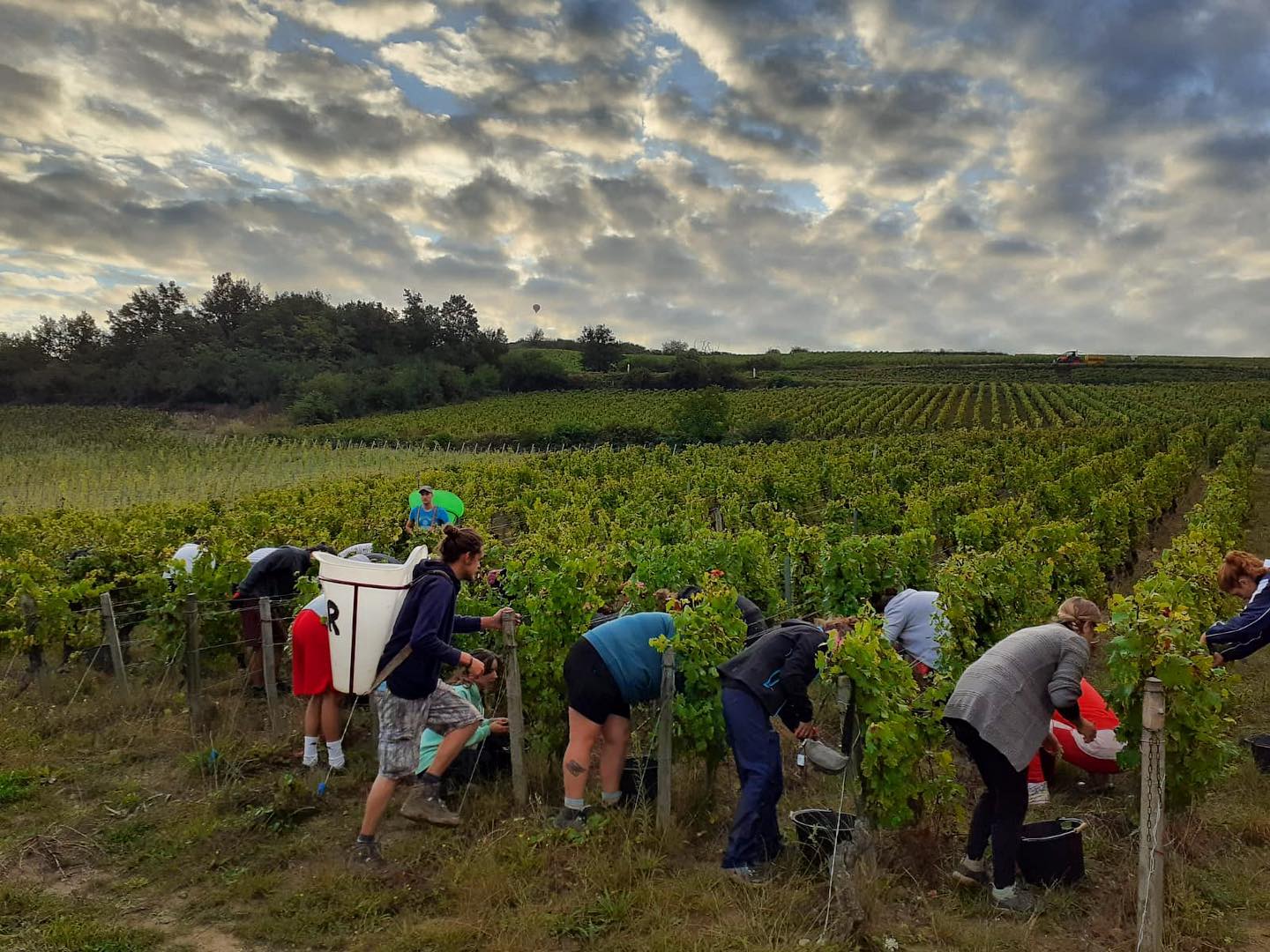 MAISON AUVIGUE, Saint-Veran Chenes, Burgundy, 2021 - (EQW)