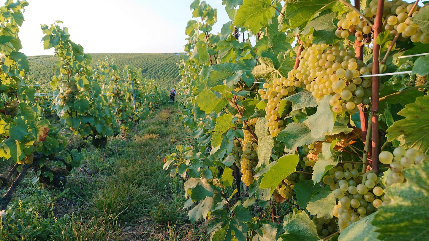 PASCAL DOQUET, Grand Cru, Diapason, Blanc de Blancs, Extra Brut, Champagne, NV - (WOTM)
