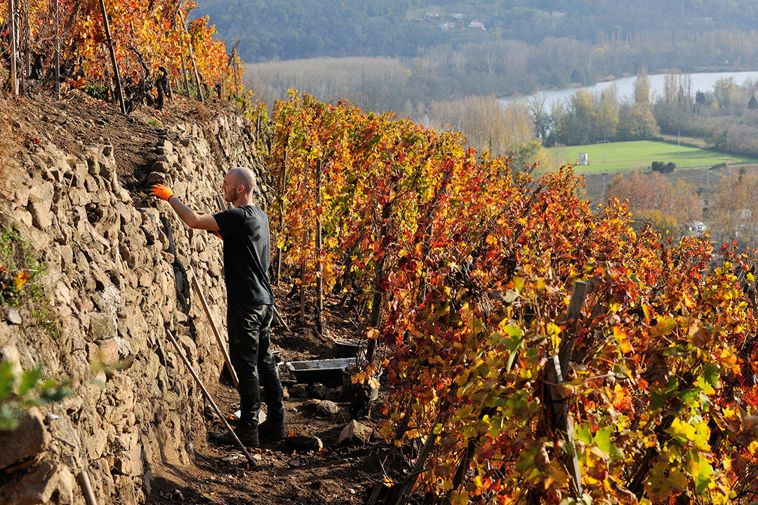 JULIEN PILON, Condrieu, Lone, 2022 - (WOTM)