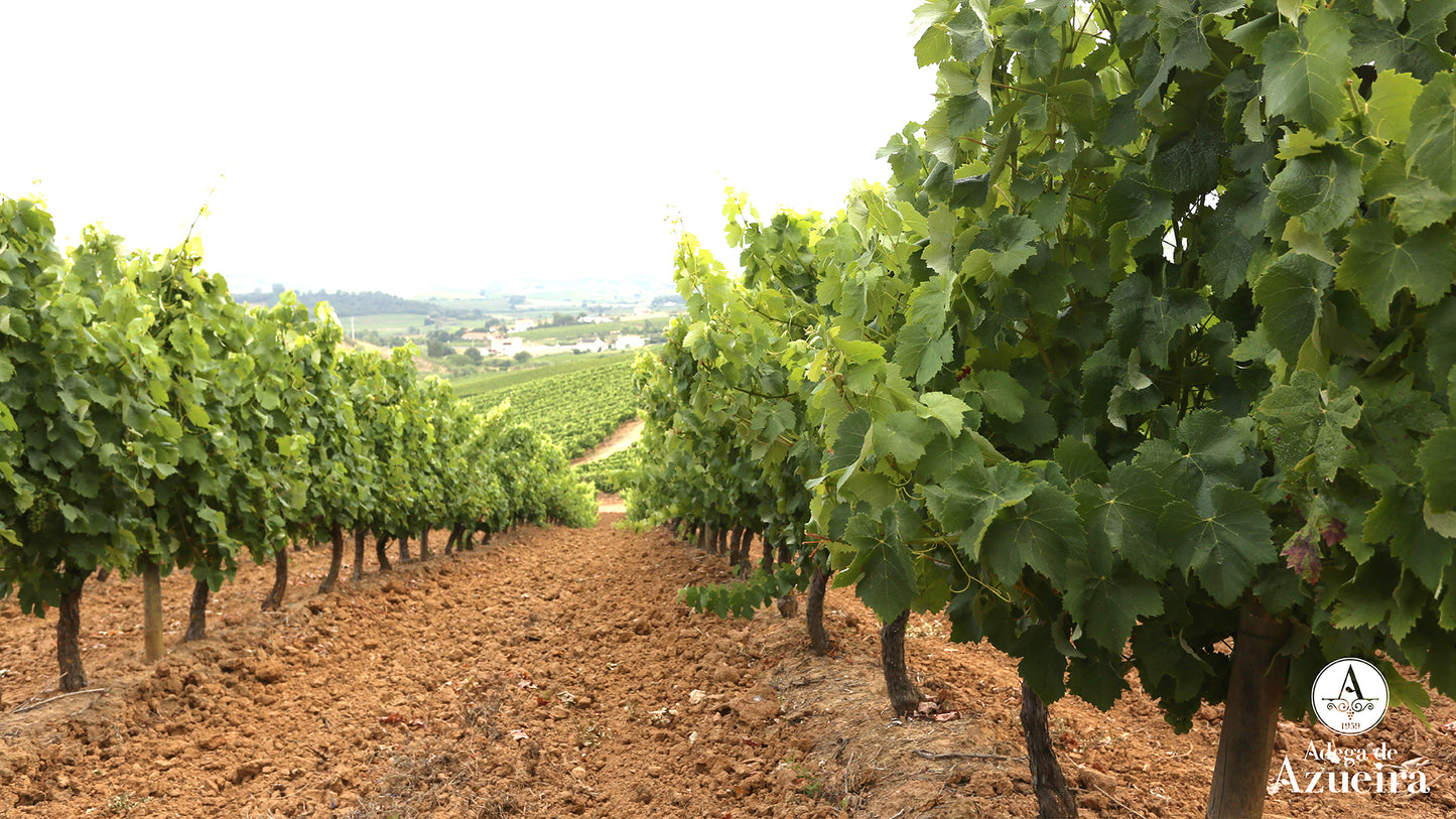 D JOAO V, Grande Reserva, Portugal, 2019 - (EQW)
