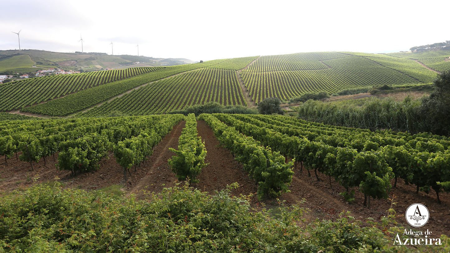 D JOAO V, Grande Reserva, Portugal, 2019 - (EQW)