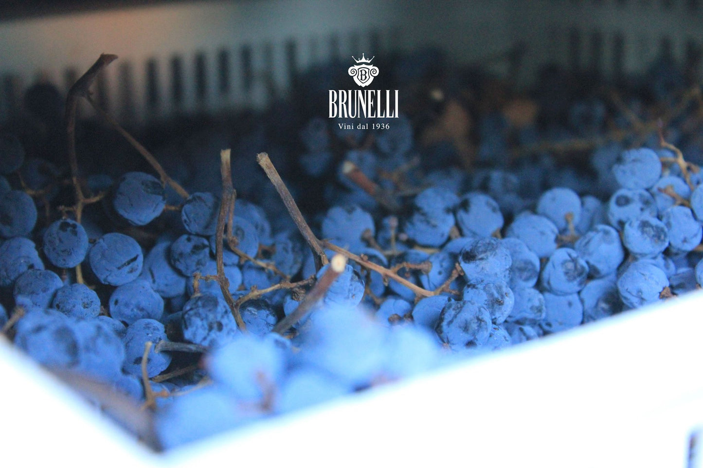 BRUNELLI, Amarone della Valpolicella Classico, 2019 - (WOTM)