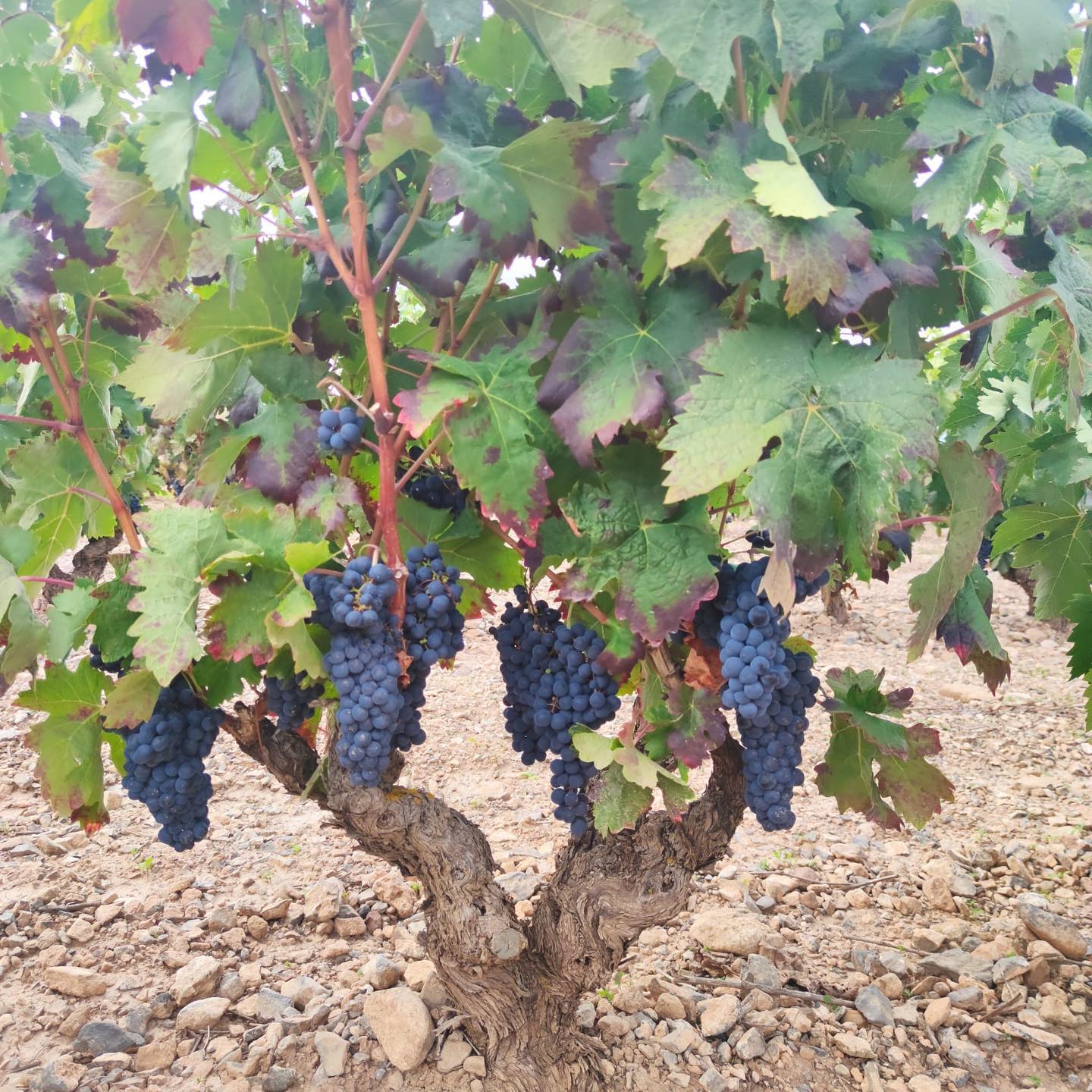HACIENDA GRIMON, REAL DE LESTON, Rioja Alta, Reserva, 2015 - (EQW)