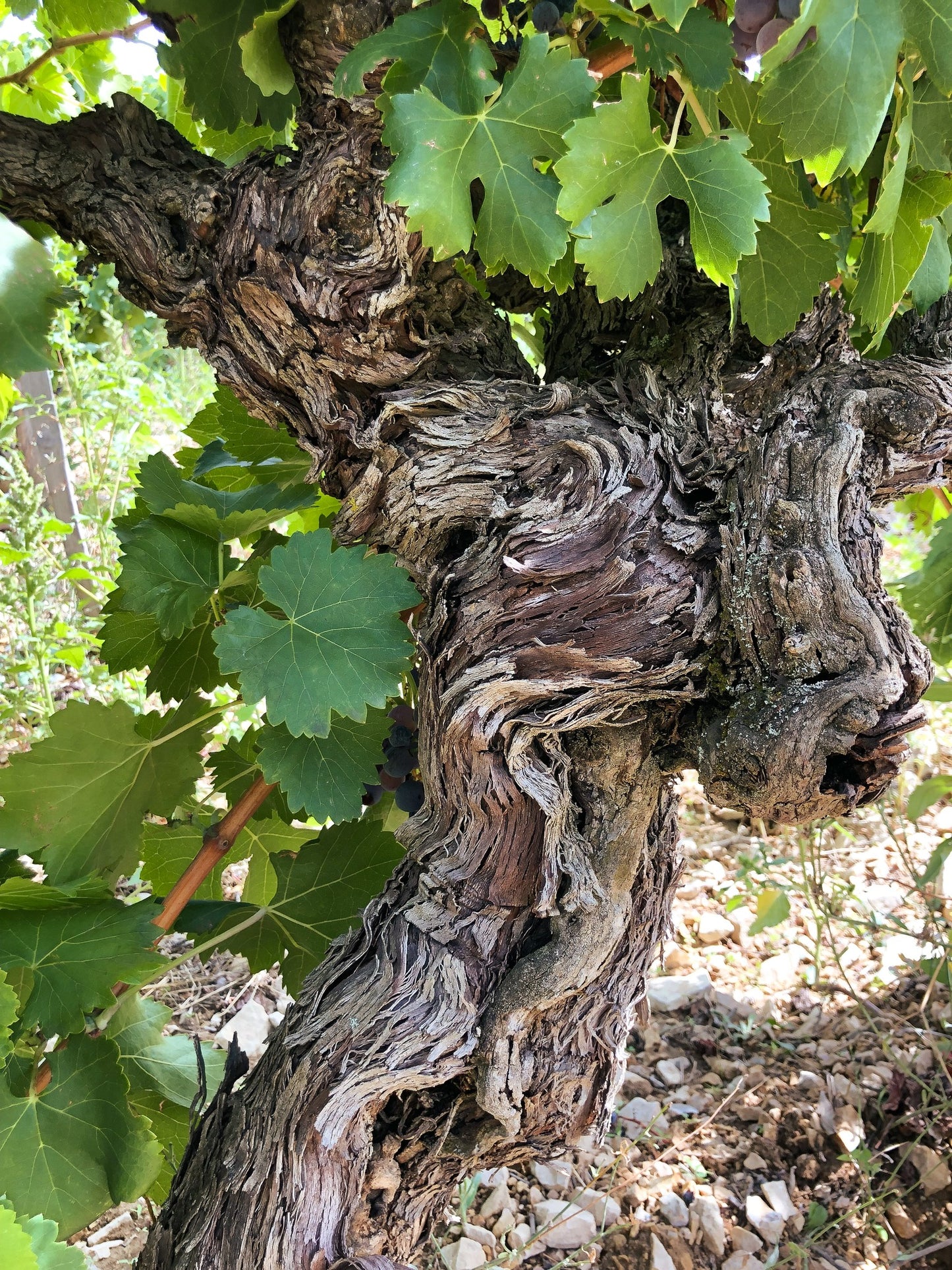 M CHAPOUTIER, Chateauneuf-du-Pape, Croix de Bois, 2016 - (WOTM)