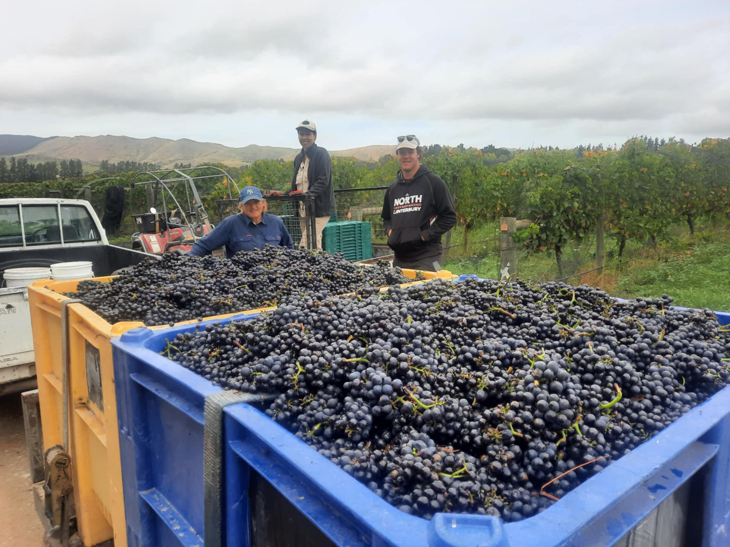 PEGASUS BAY, Pinot Noir, New Zealand, 2020 - (WOTM)