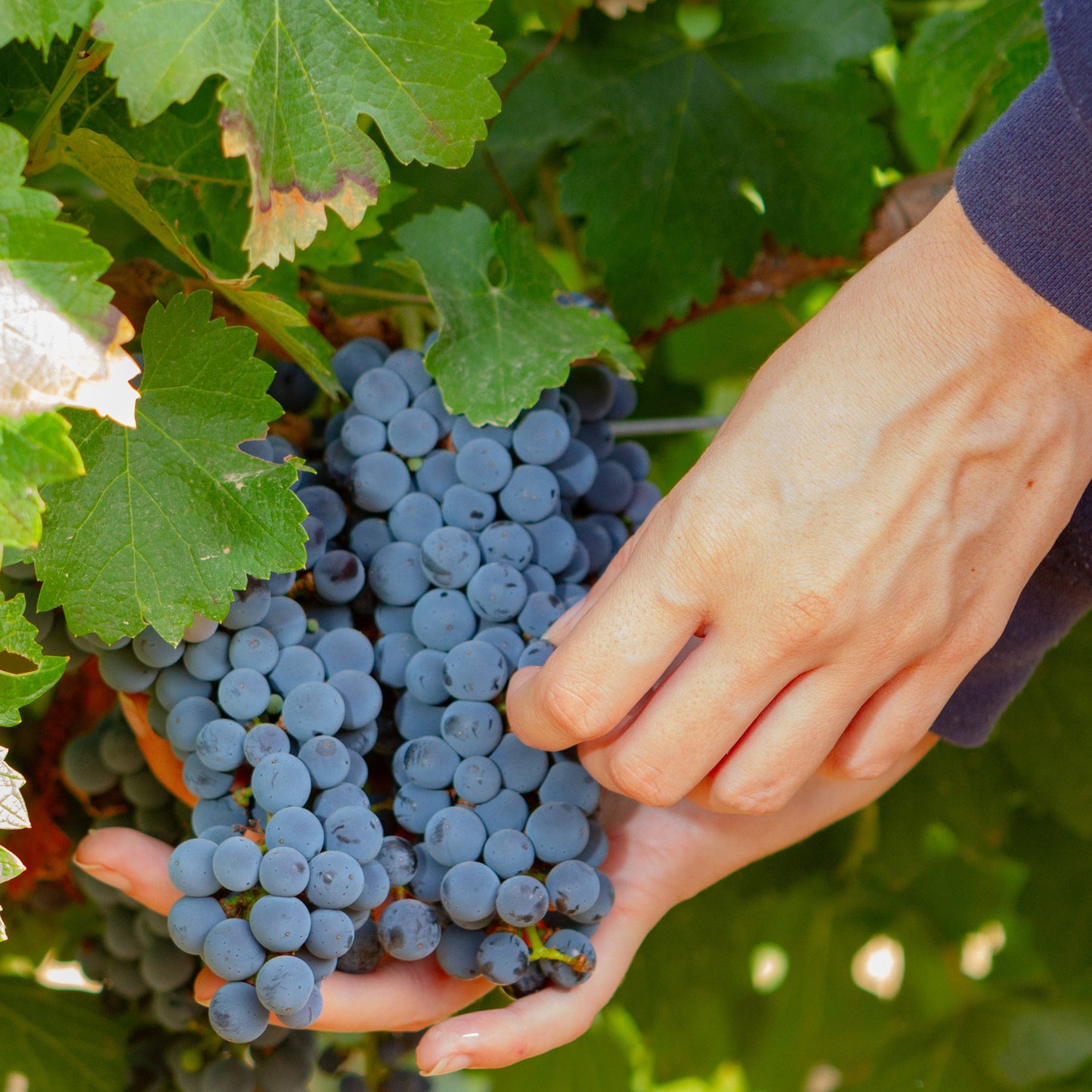 TARIMA HILL, Old Vines Tinto, Alicante DO, 2019 - (EQW)